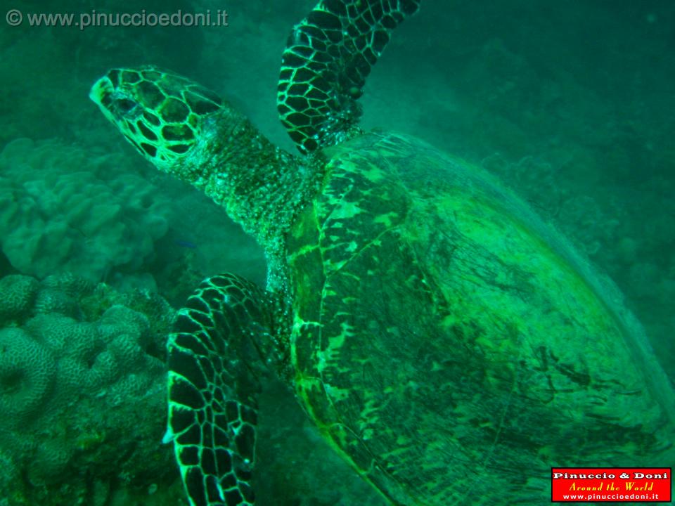 Djibouti - Diving a Djibouti - 41.jpg